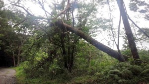 松の倒木に潰されたエゴノキ