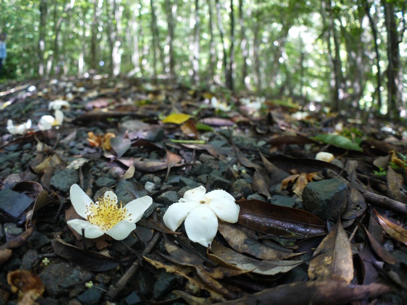 林床のイジュの花