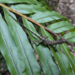 オキナワキノボリトカゲのチビちゃん