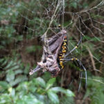 オオジョロウグモがコウモリを捕獲